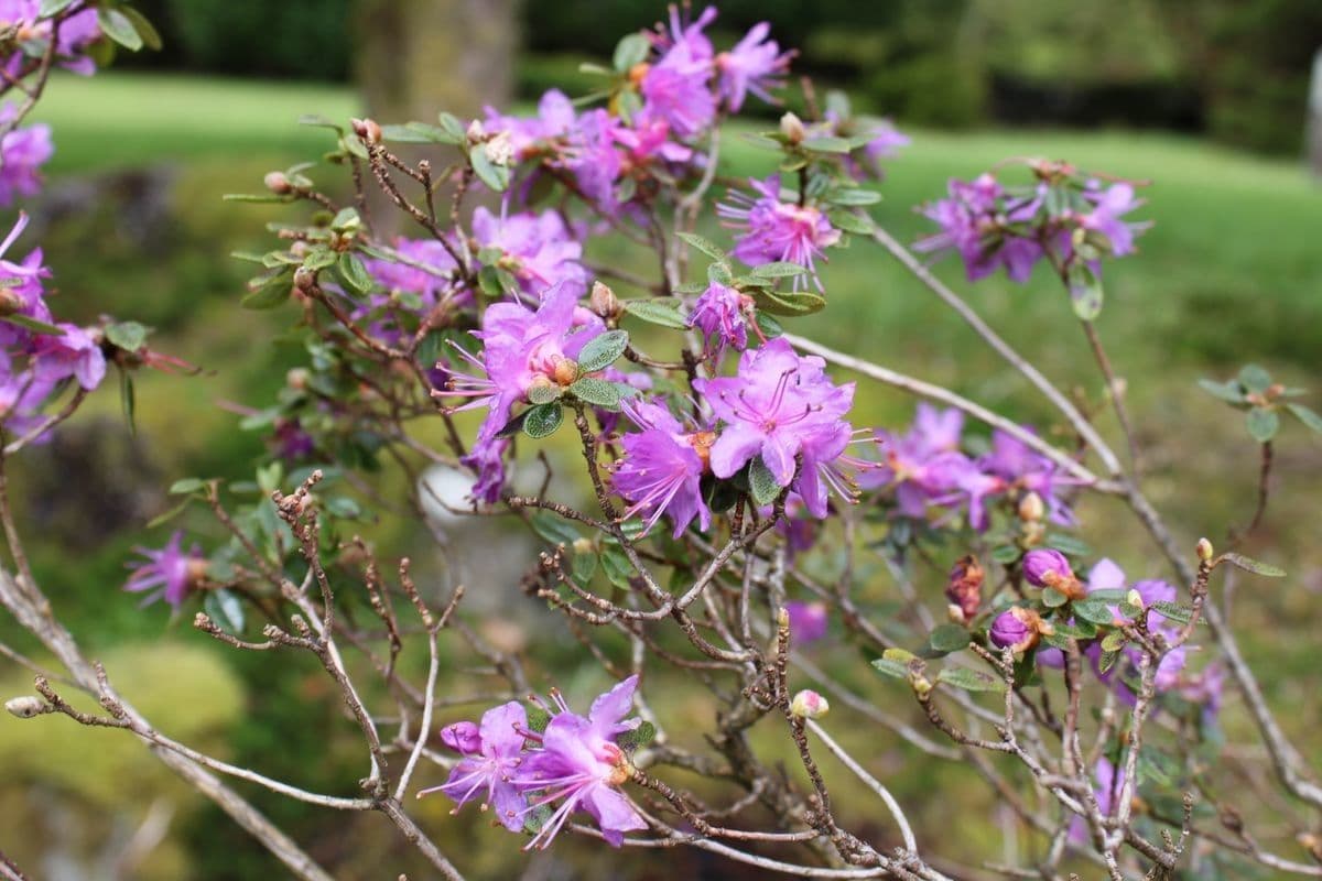 Alpenrose 6