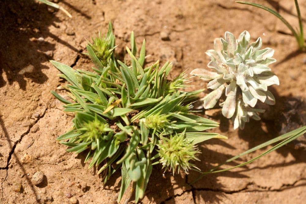 Echinaria capitata 12