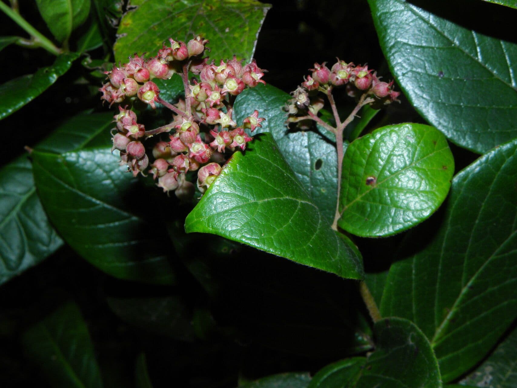 Rogiera 8