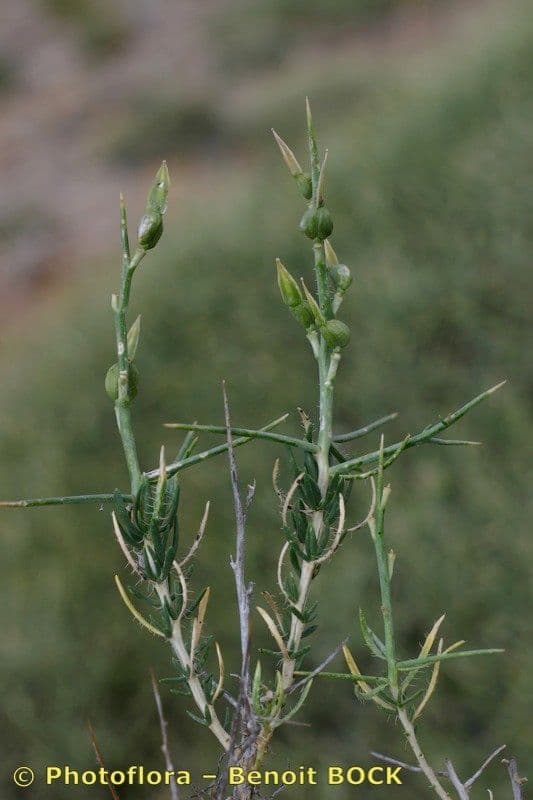 Vella 23