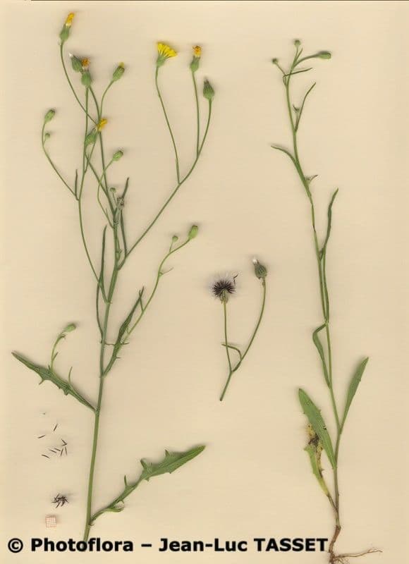 Dach-Pippau 9