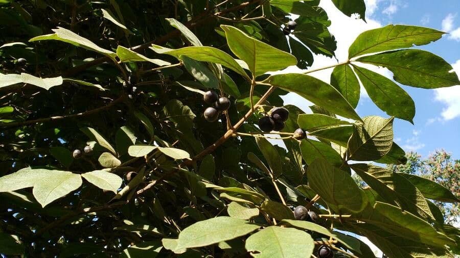 Vitex polygama 6