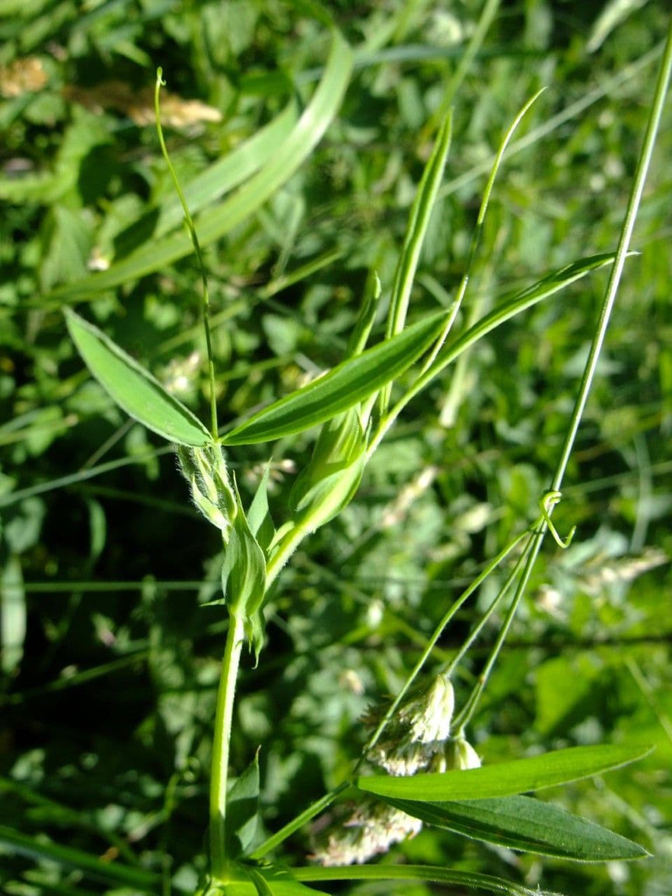 Wiesen-Platterbse 22