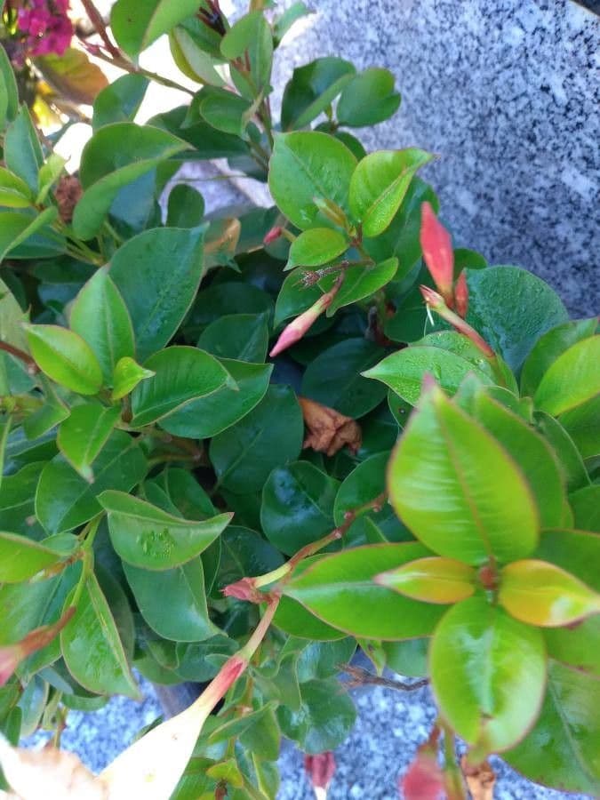 Mandevilla 7