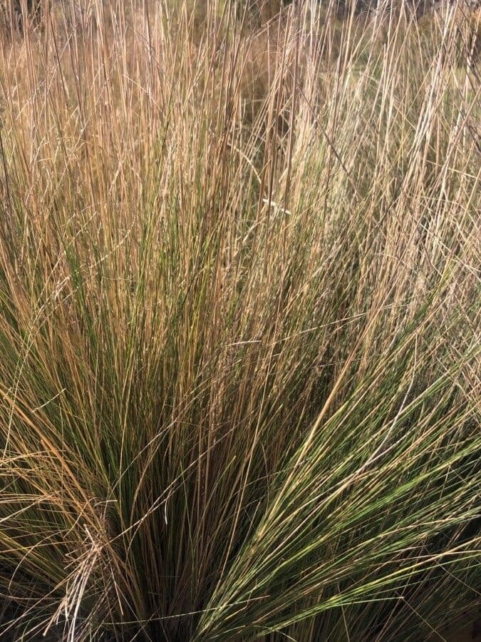Stipa 2
