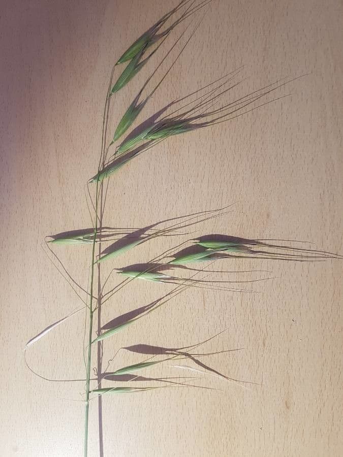 Avena maggiore 6