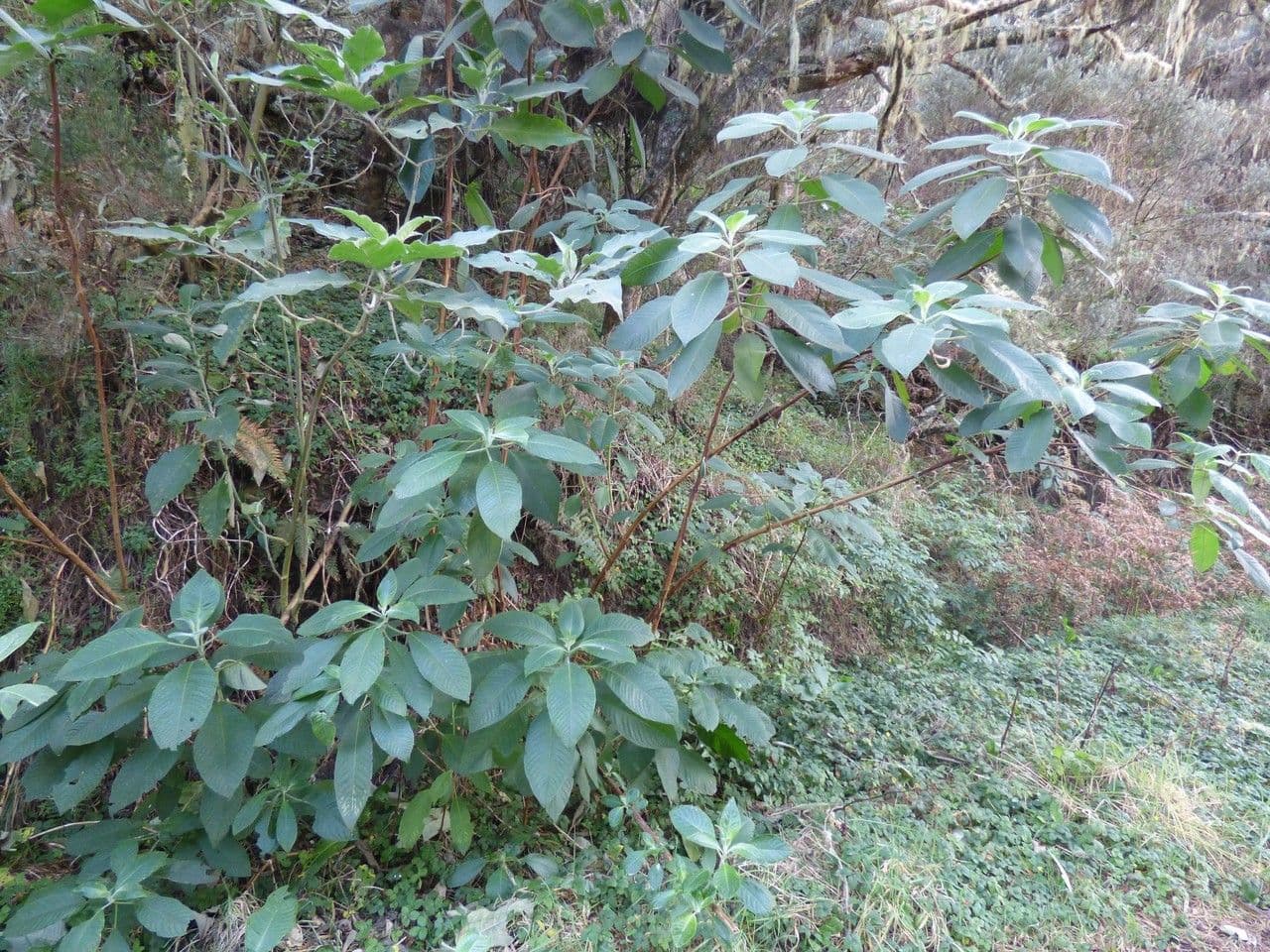 Fuchsien 12