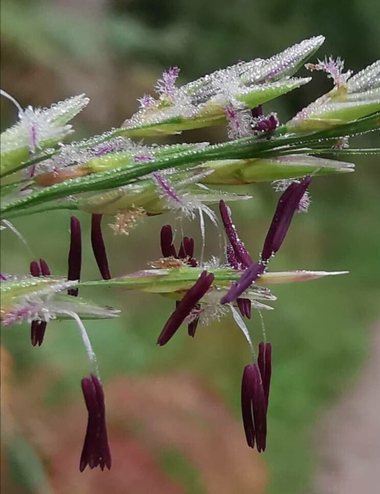 Molinia 9