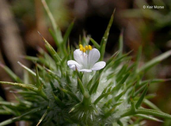 Needleleaf navarretia 12