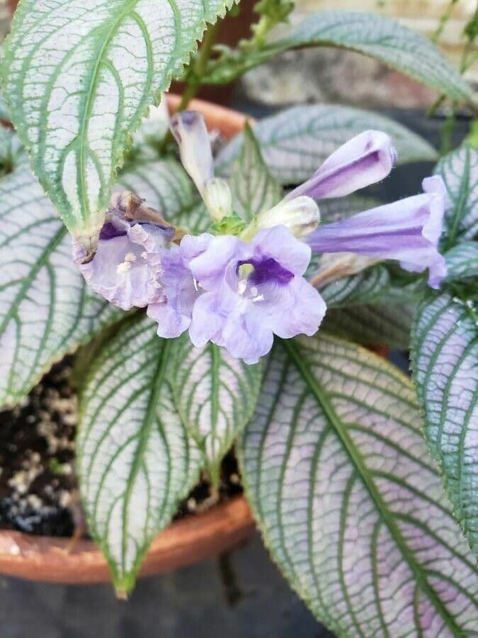 Strobilanthes 3