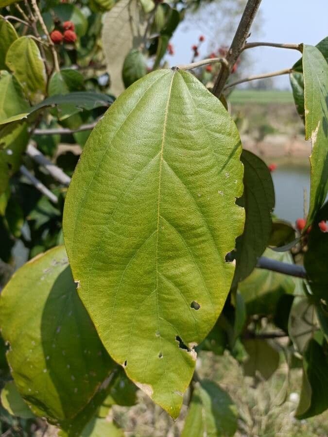 Mallotus philippensis 17