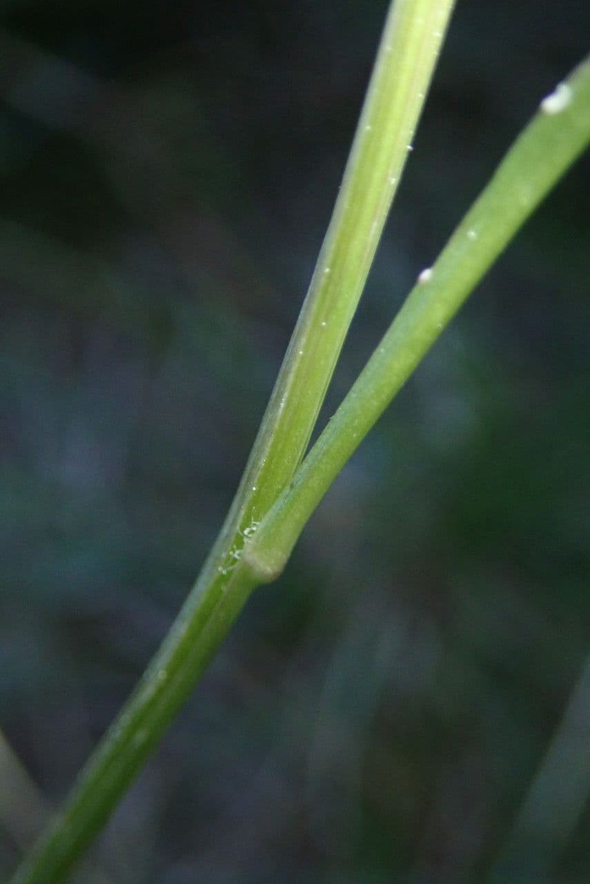 Raponzolo emisferico 19