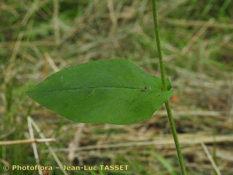 Hieracium 3
