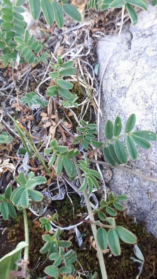 Coronilla coronata 16