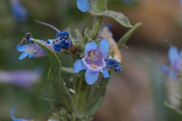 Penstemon verde