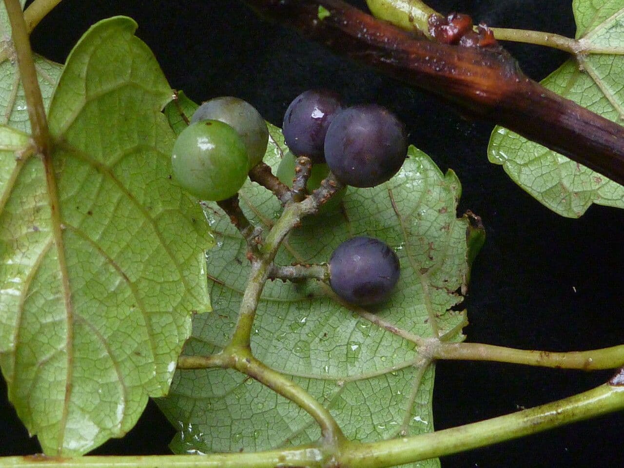 Vitis" 3