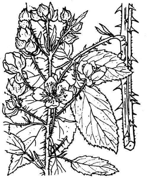 Brown-stemmed bramble 9