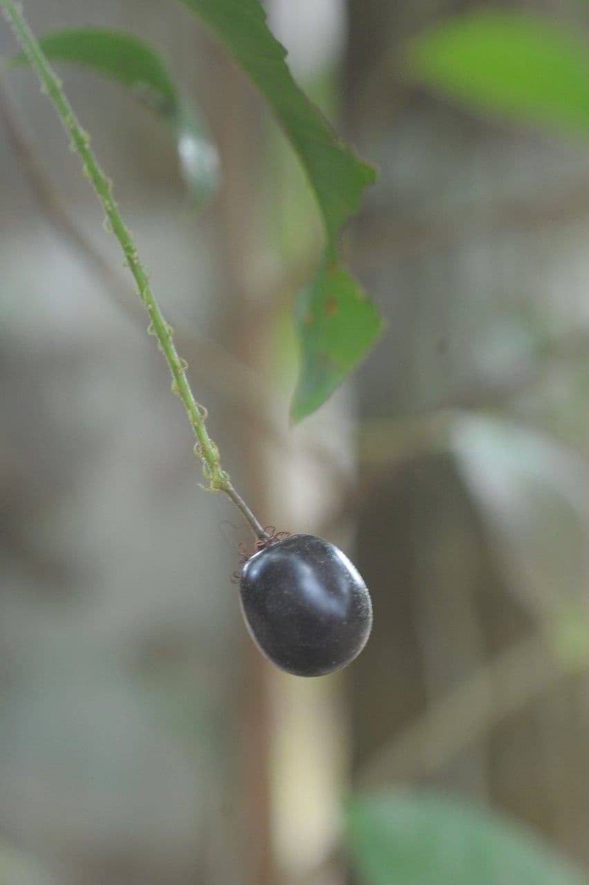Hirtella 3