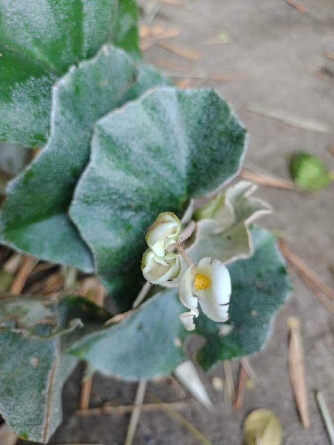 Begonia 3