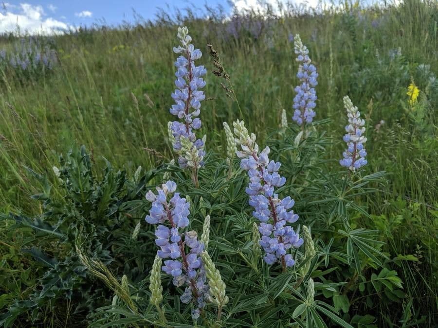Silbriger Lupine 4