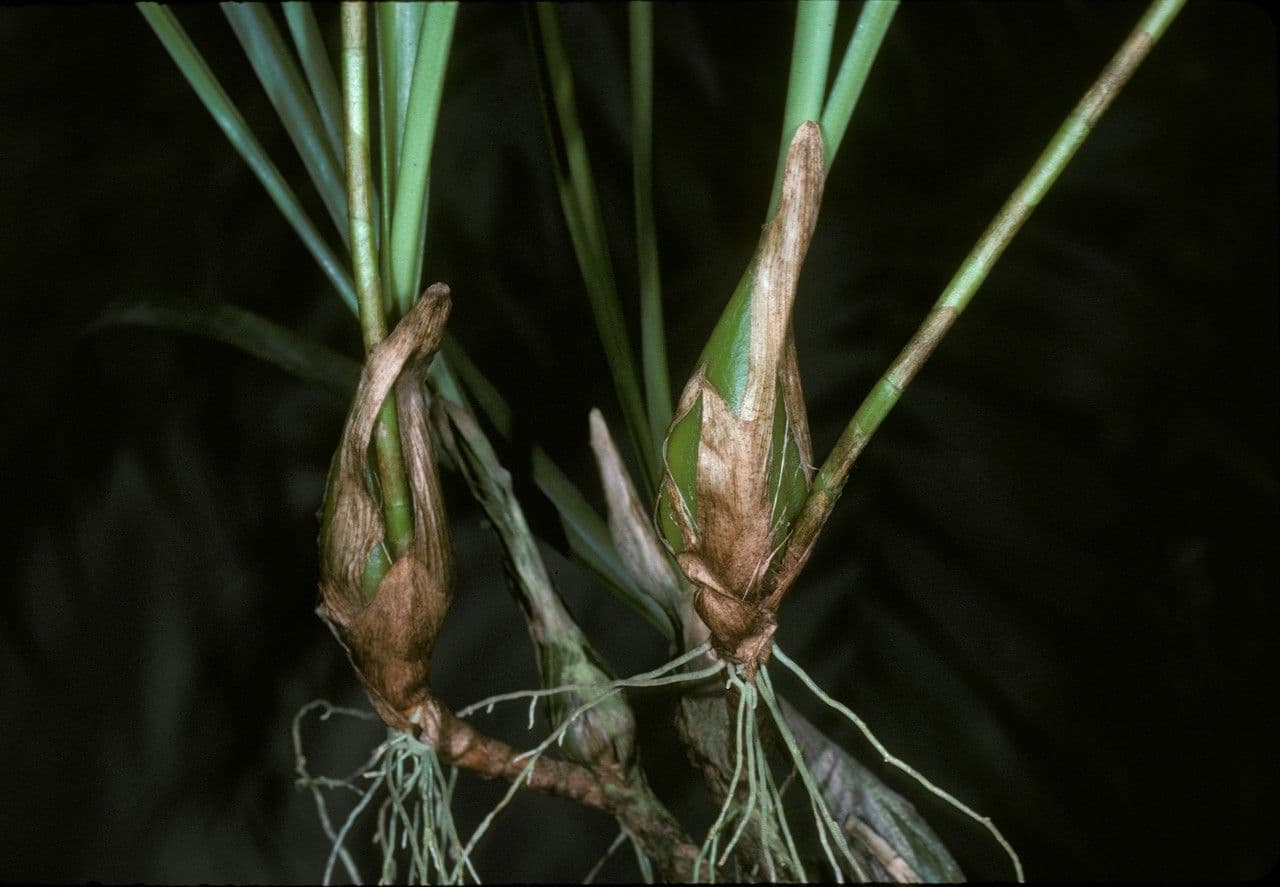 Bulbophyllum 9