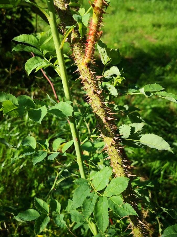 Rosa centifolia 14