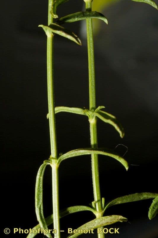 Sideritis 8
