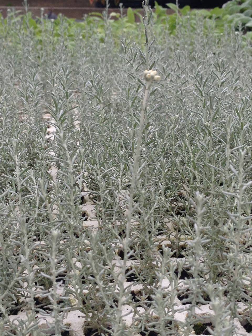Elicriso italiano 28