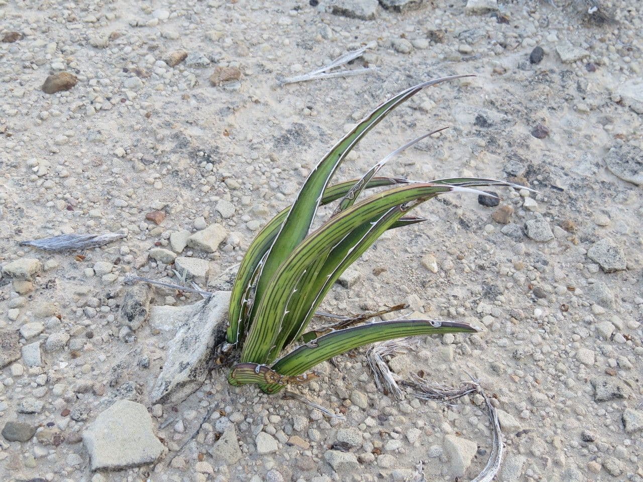 Agave lechuguilla 13