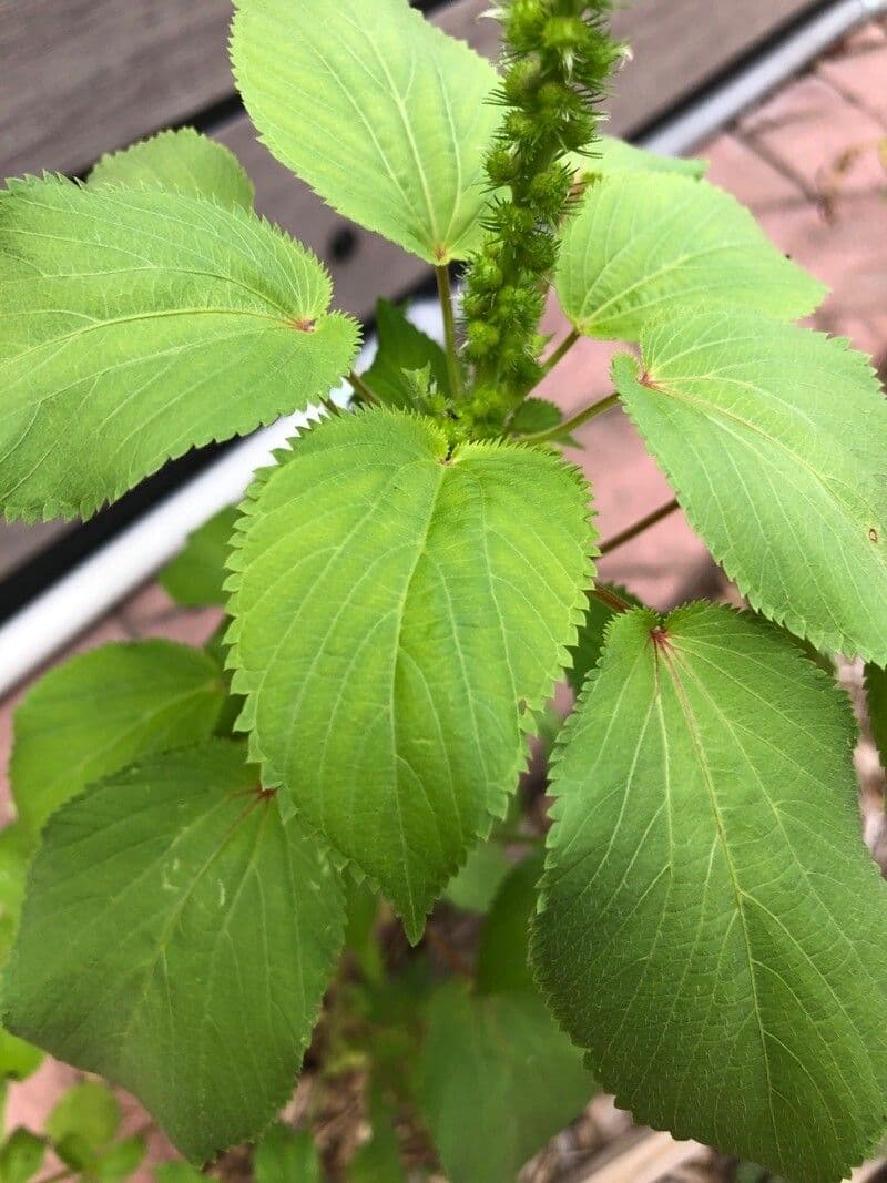 Acalifa setosa 7