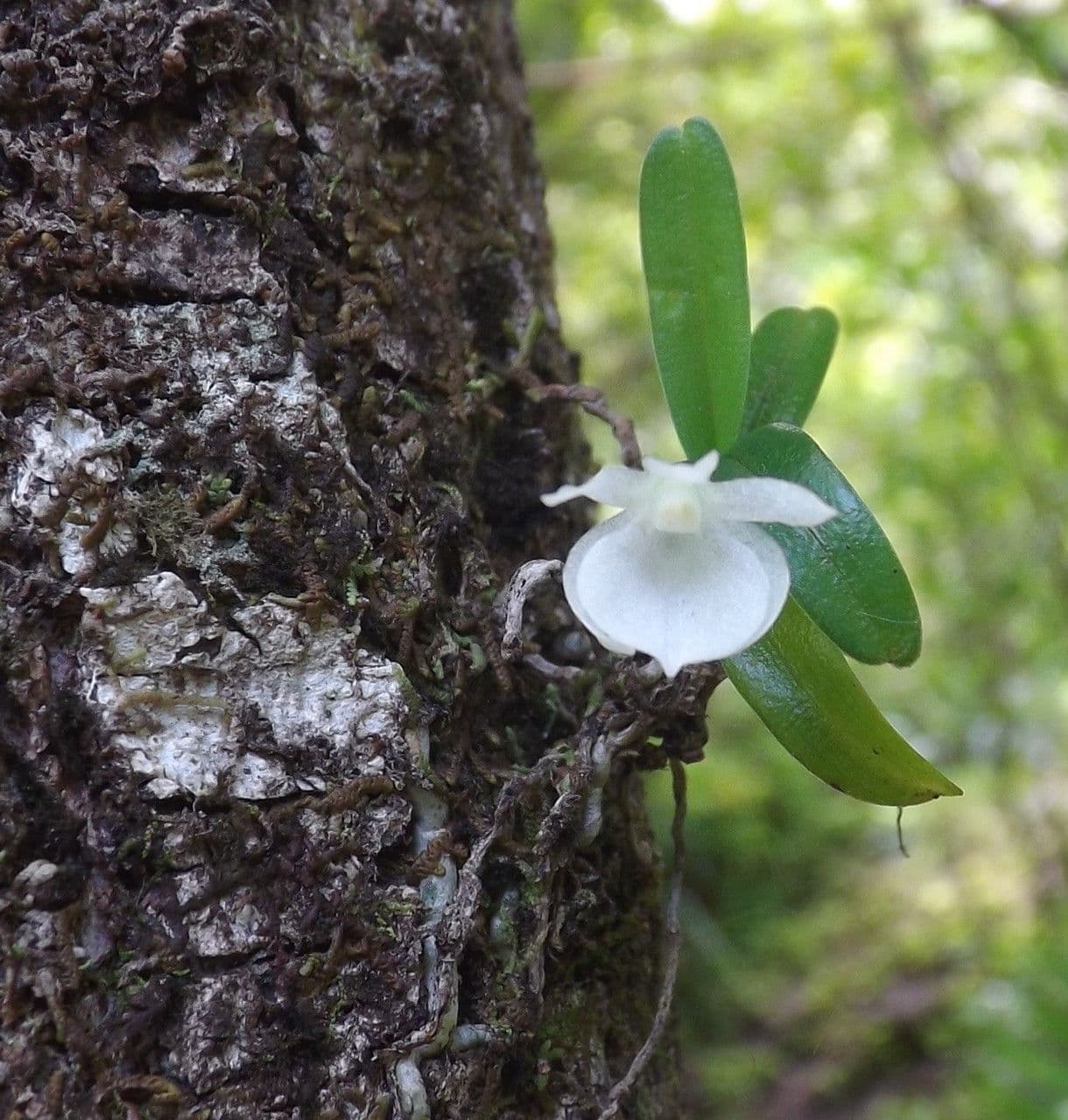 Angraecum