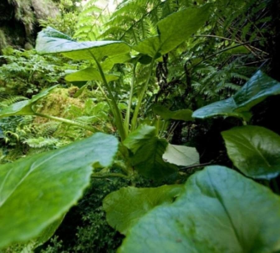 Lactuca