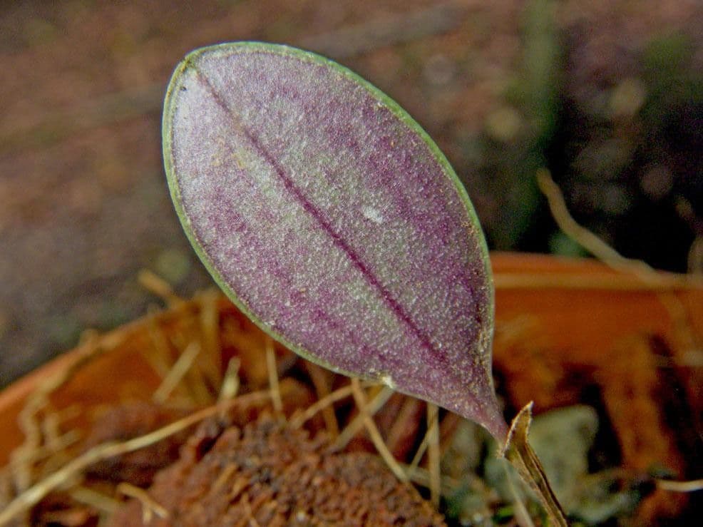 Trichosalpinx 9