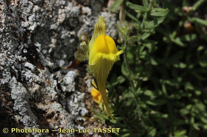 Linaria oblongifolia 2