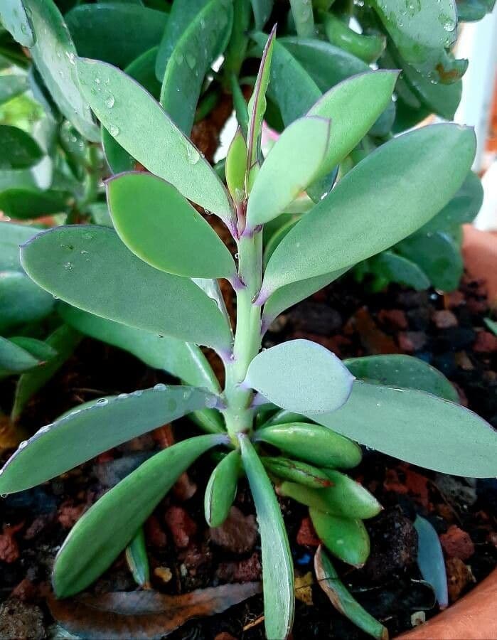Senecio crassiflorus 10