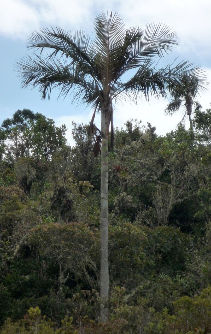 Ceroxylon 2