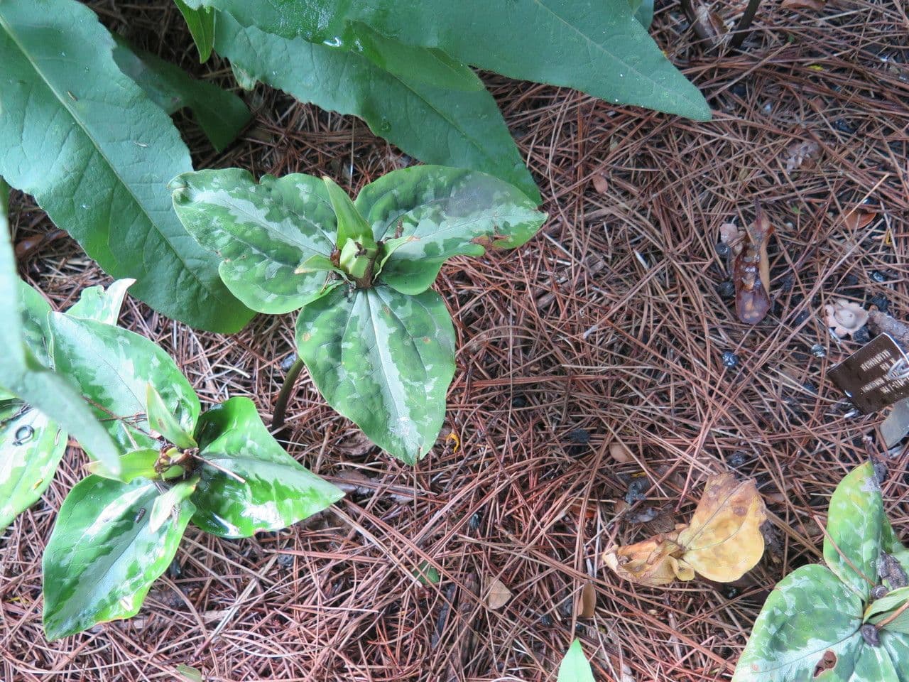 Trillium underwoodii 4