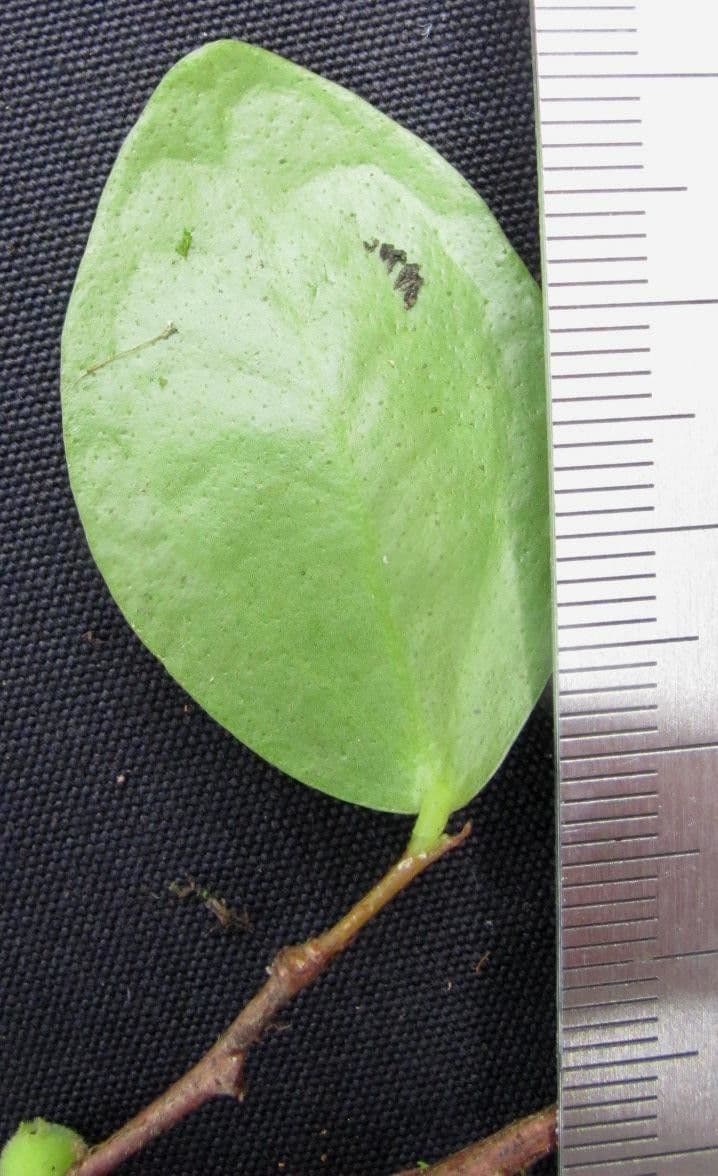 Sphyrospermum 6