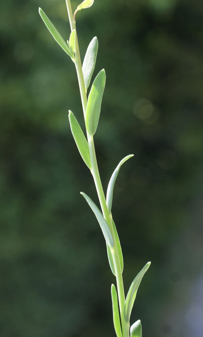 Aetionema saxatile 17