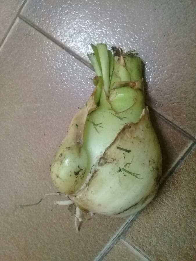Albuca 4
