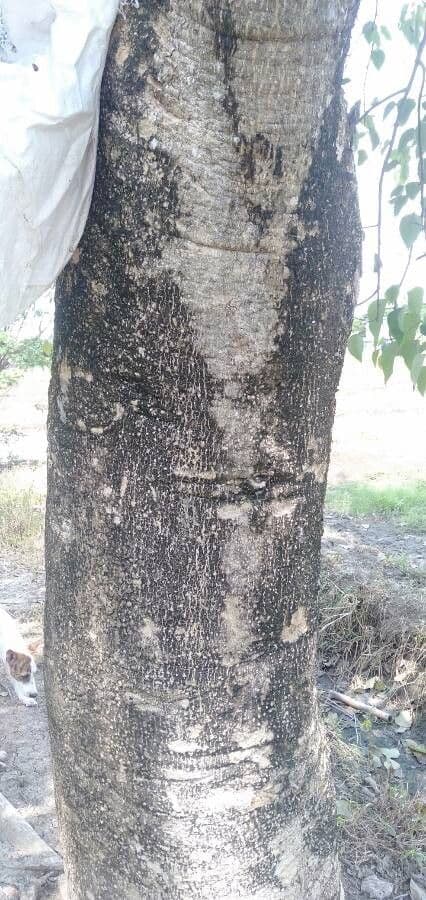Gmelina arborea 23