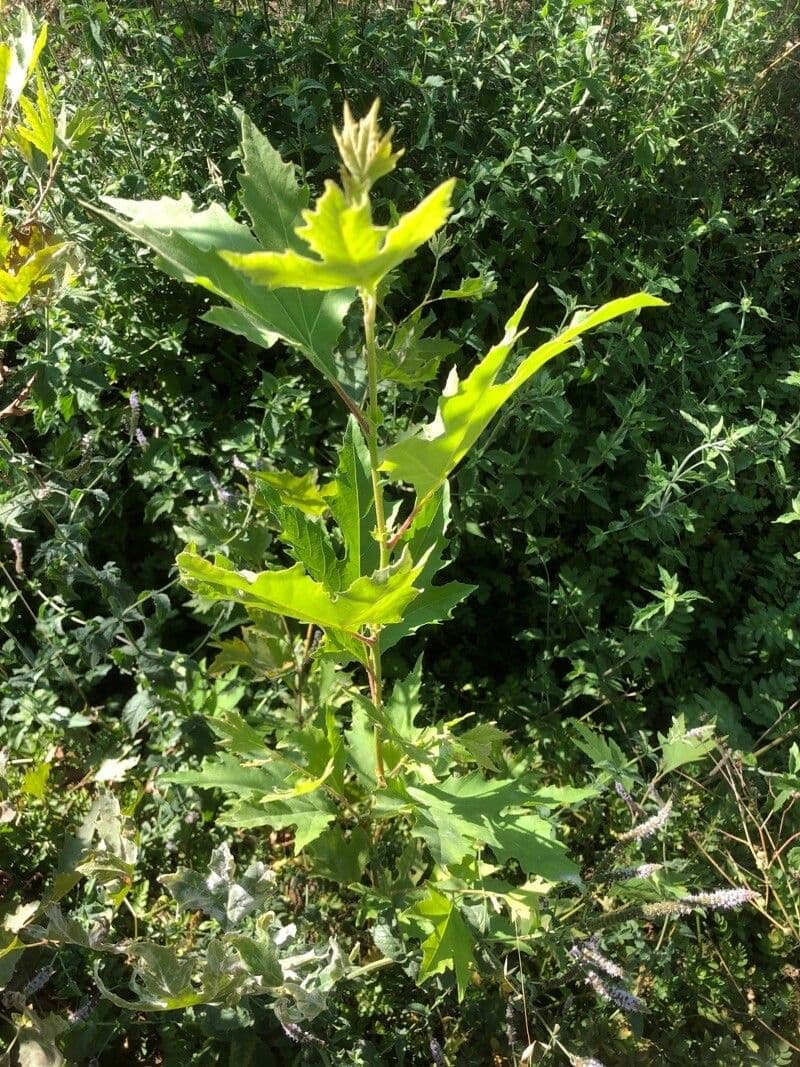 Platanus orientalis 16