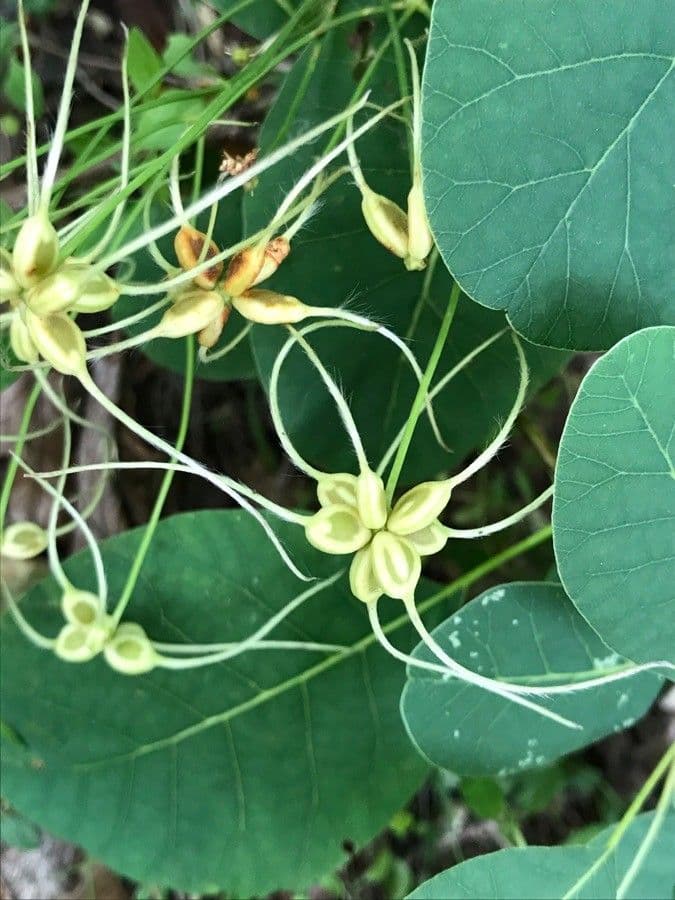 Clematide dell'autunno