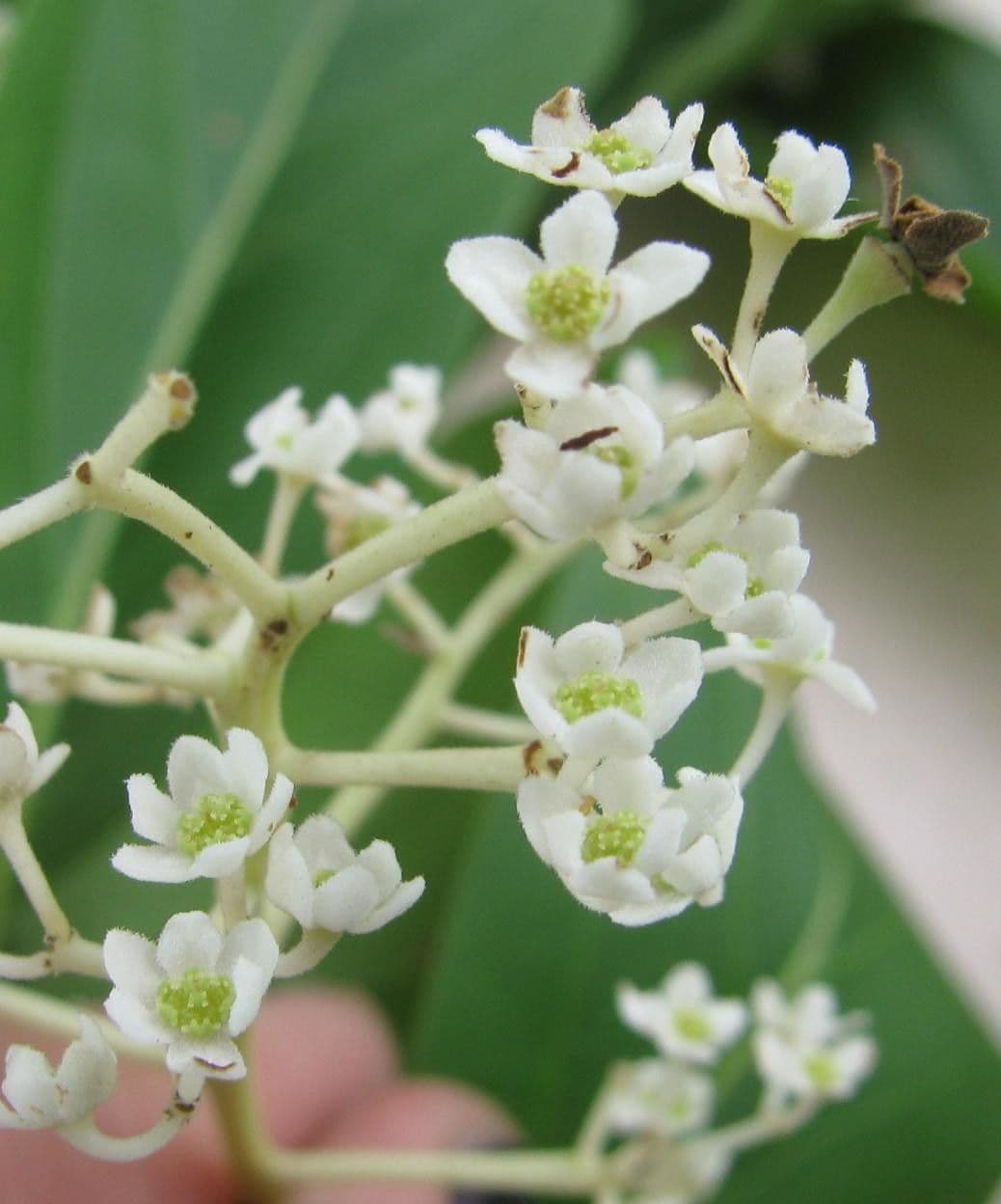 Nectandra 2