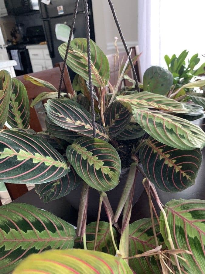 Maranta 13
