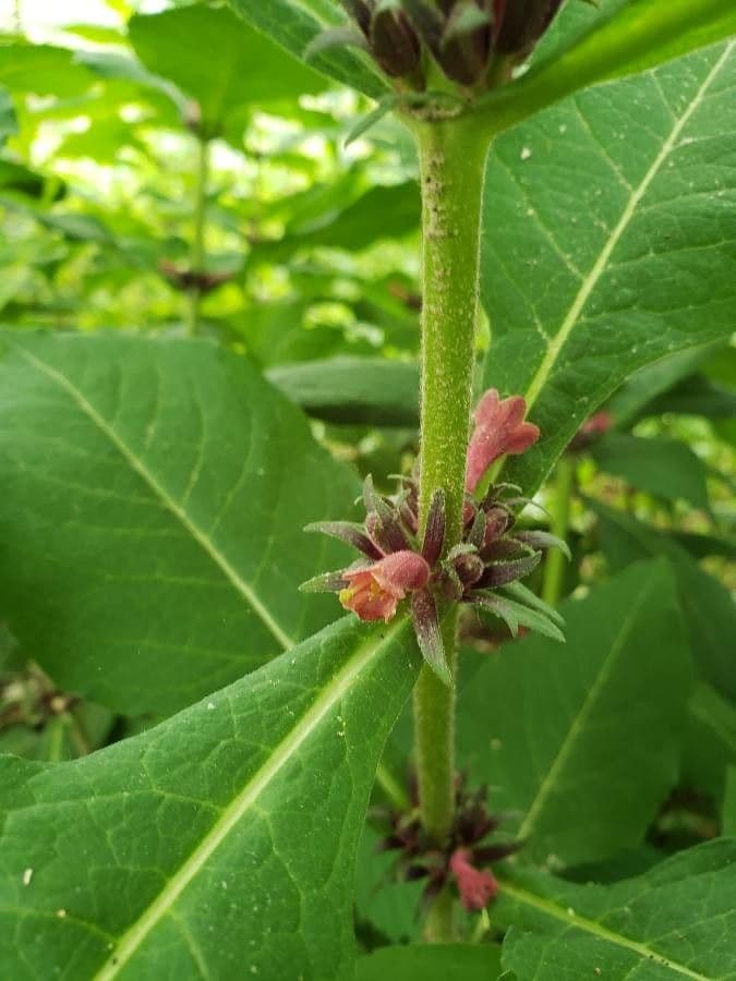 Triosteum perfoliatum 4