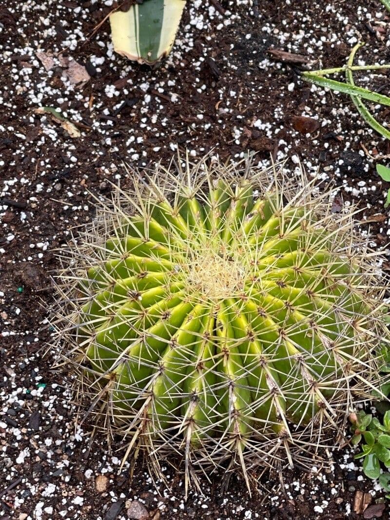 Cactus a botte 3