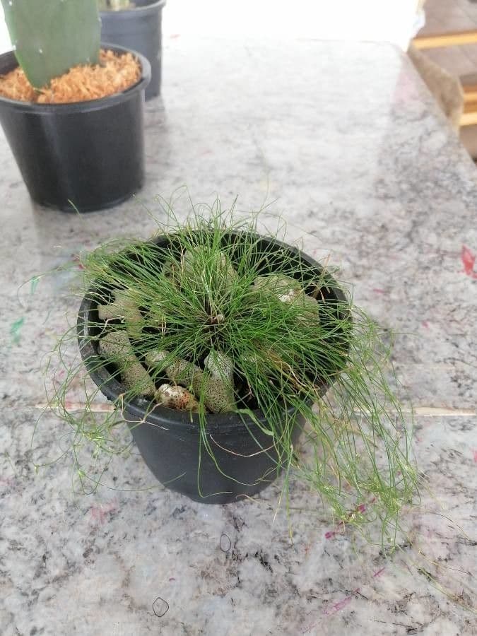 Fimbristylis 9