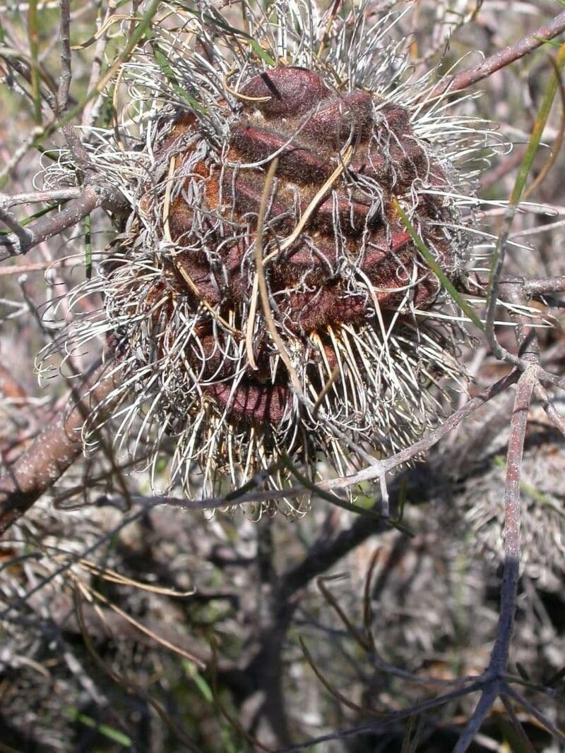 Banksia