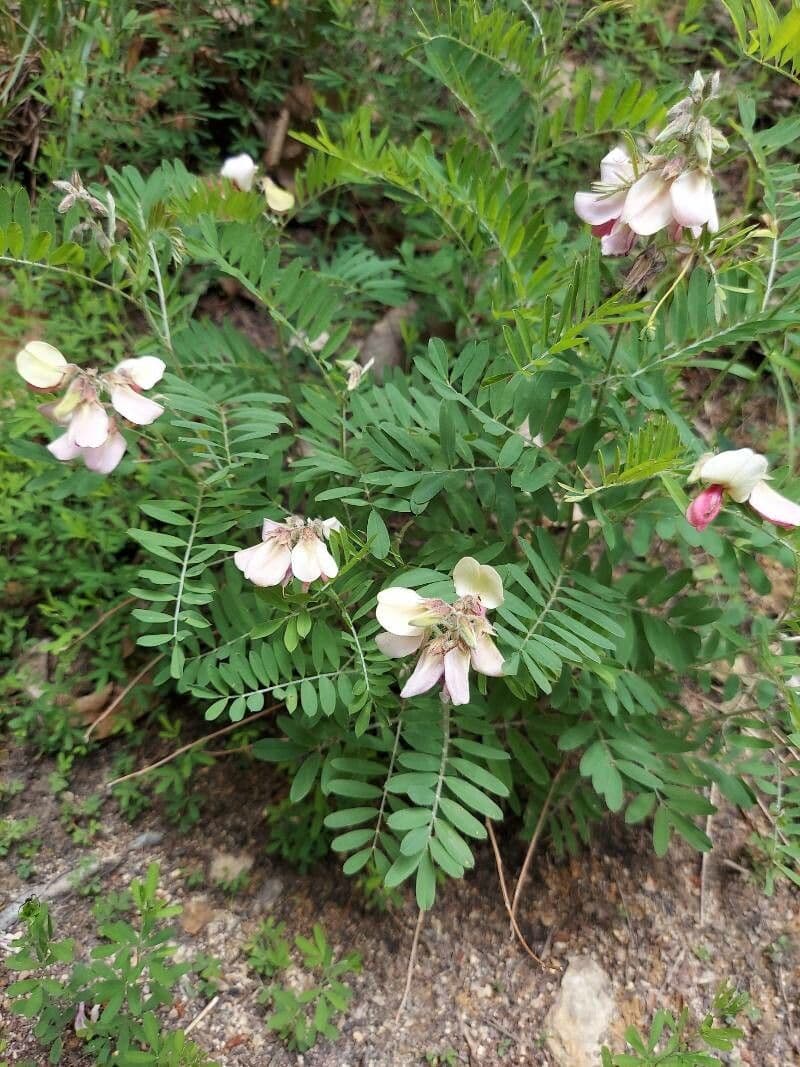Tephrosia 6